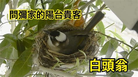 白頭翁築巢風水|【白頭翁來家裡代表什麼】白頭翁來家裡報喜？預示著什麼？不容。